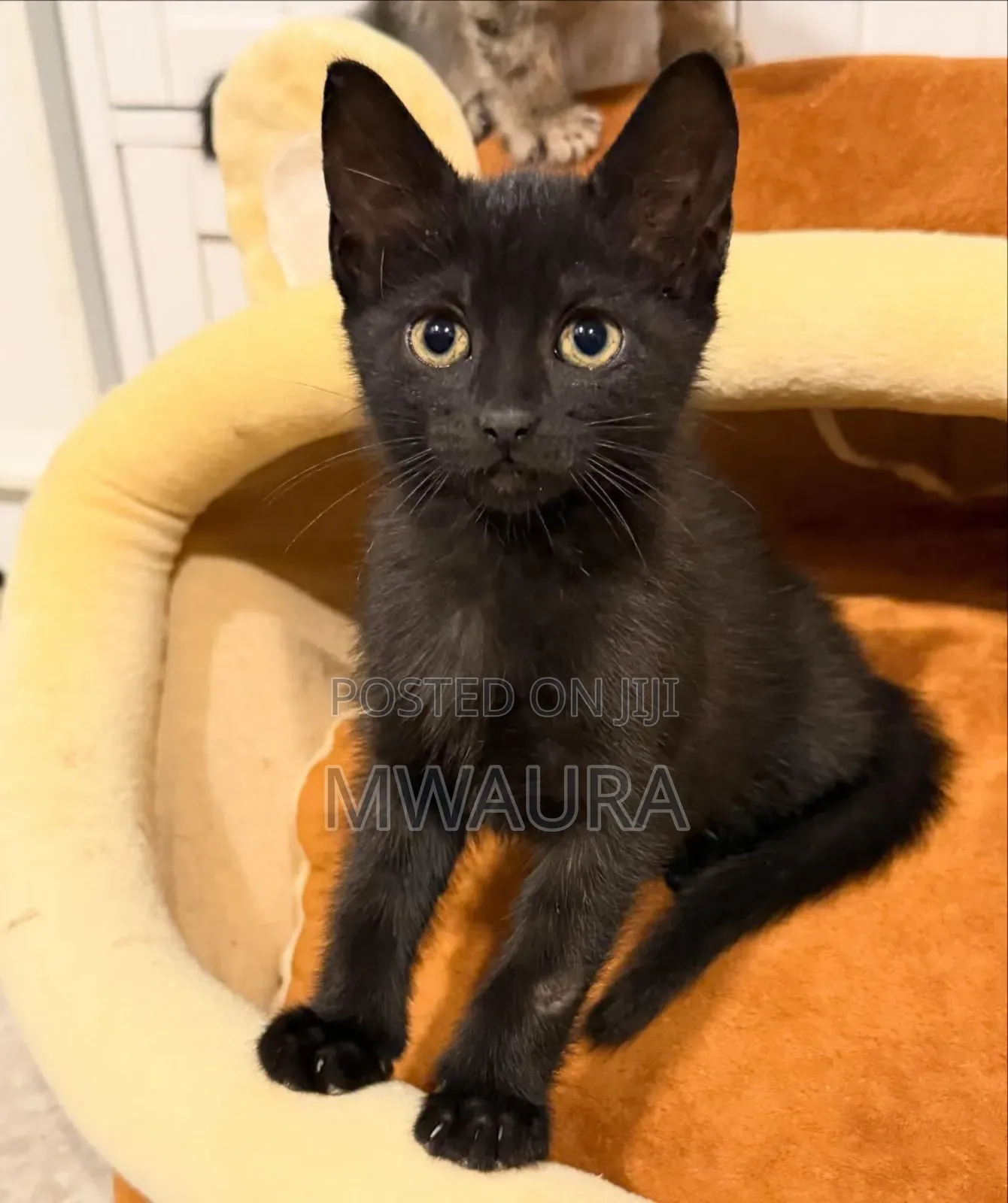 1-3 months Male Mixed Breed Bombay