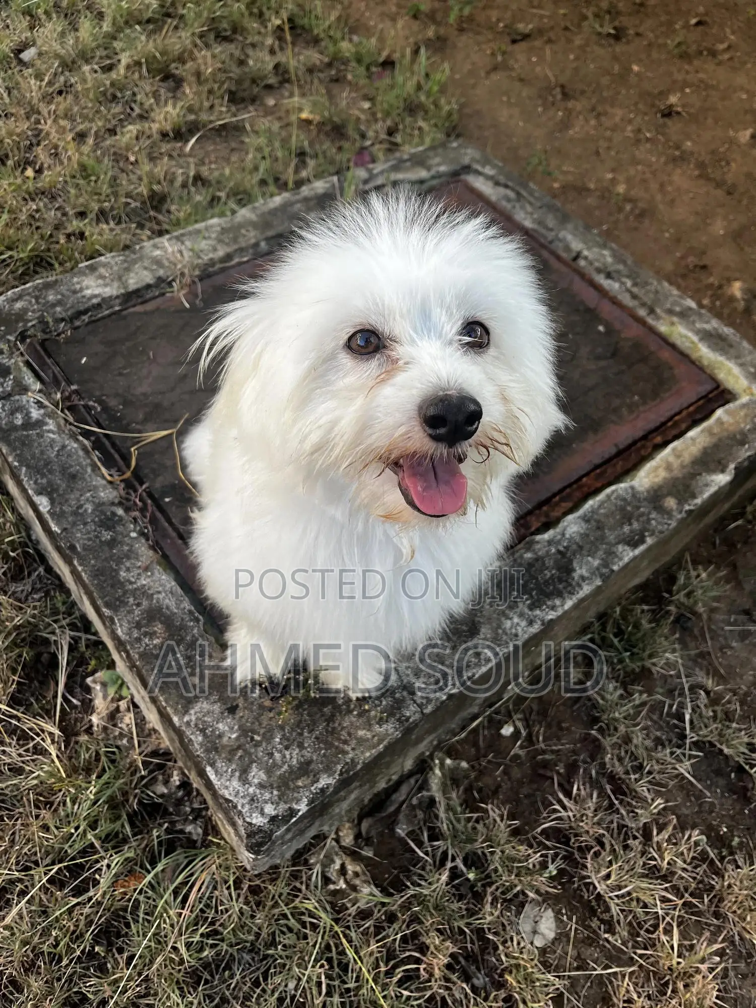 For Pets Services (Boarding, Grooming, Transport Walking)
