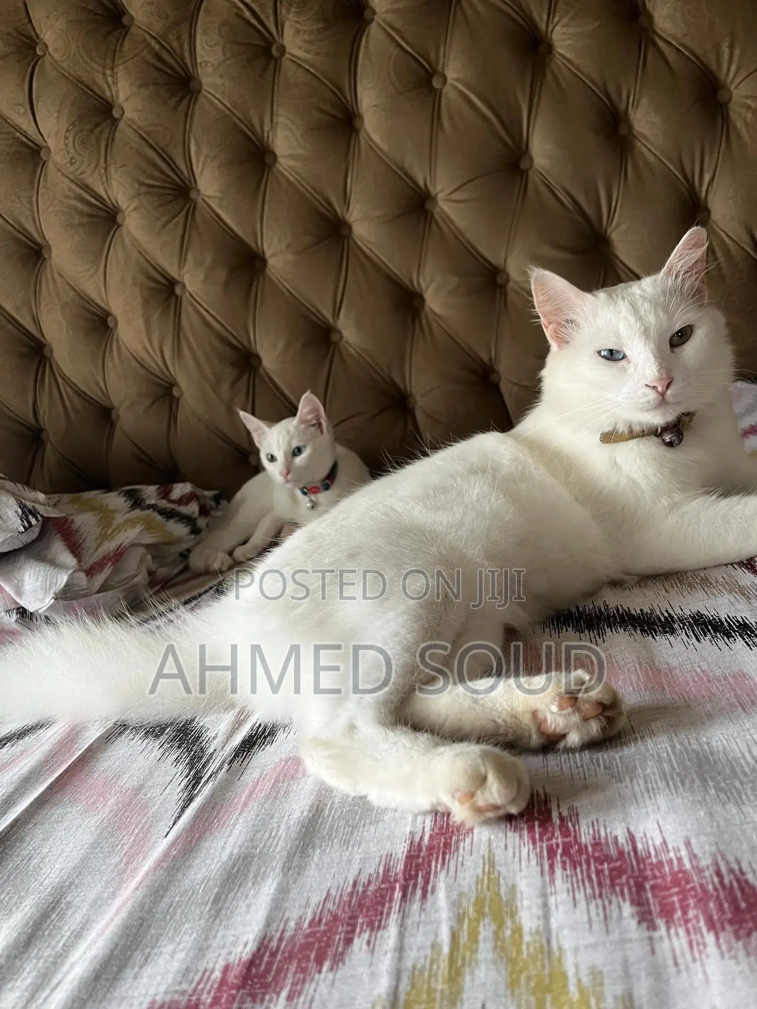 For Pets Services (Boarding, Grooming, Transport Walking)