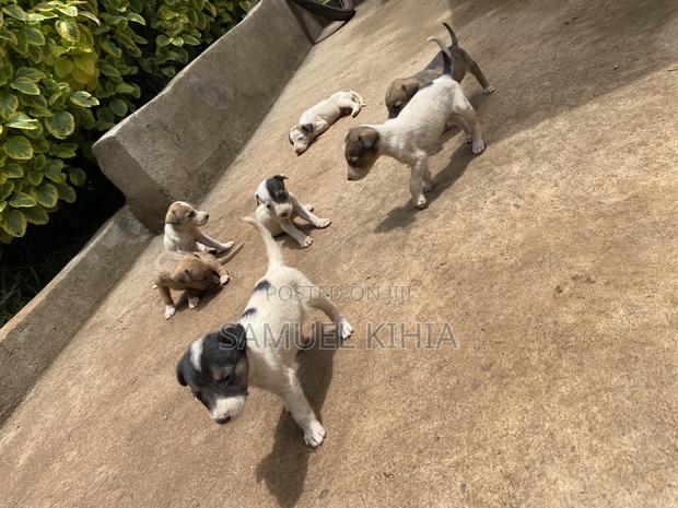 1-3 months Female Mixed Breed Jack Russell Terrier