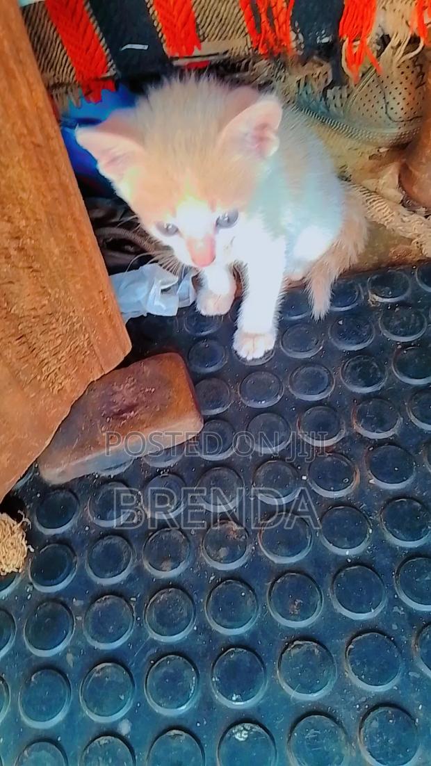 0-1 month Female Mixed Breed American Shorthair