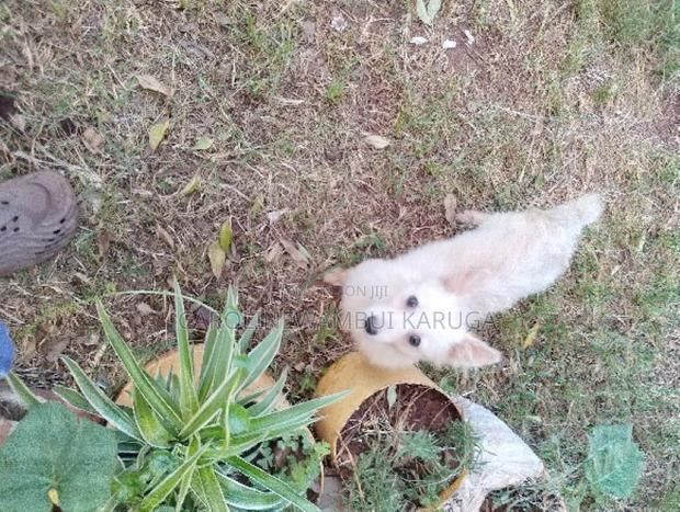 6-12 months Male Purebred Japanese Spitz