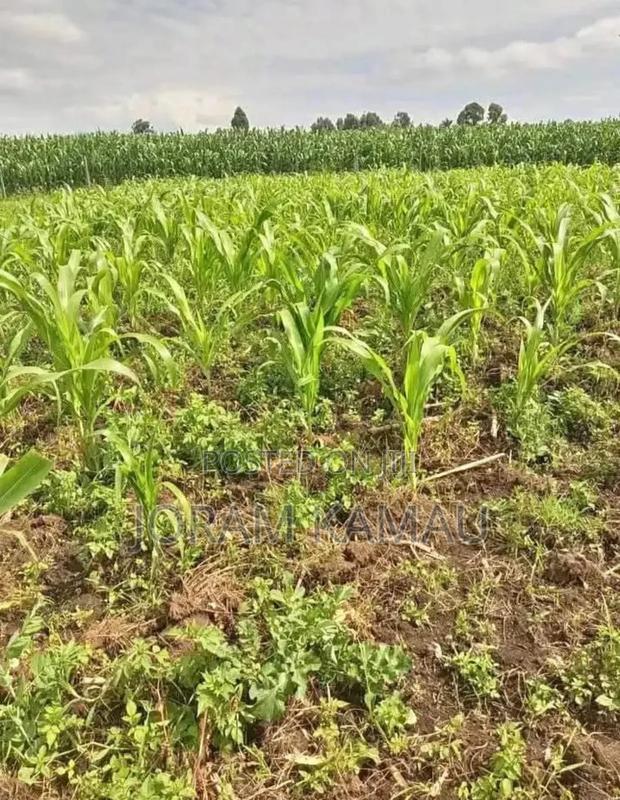 Plot for Sale in Simba Cement Less Than 2km From Main Road - thumbnail 2