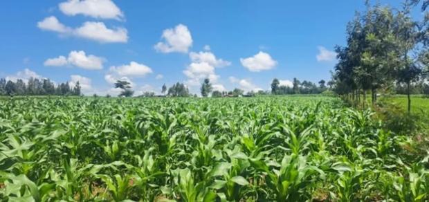 Plot for Sale in Simba Cement Less Than 2km From Main Road - thumbnail 3