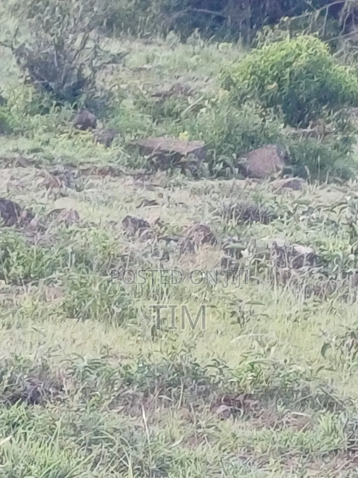 5 Acres Prime Land for Sale in Kitengela (Quick Sale)