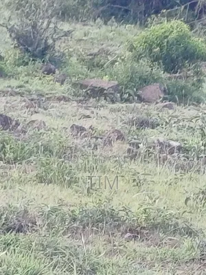5 Acres Prime Land for Sale in Kitengela (Quick Sale)