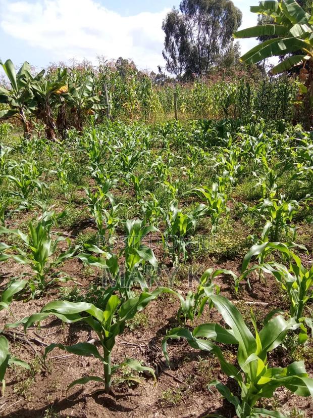 11 Acres Ngobit Town in Laikipia
