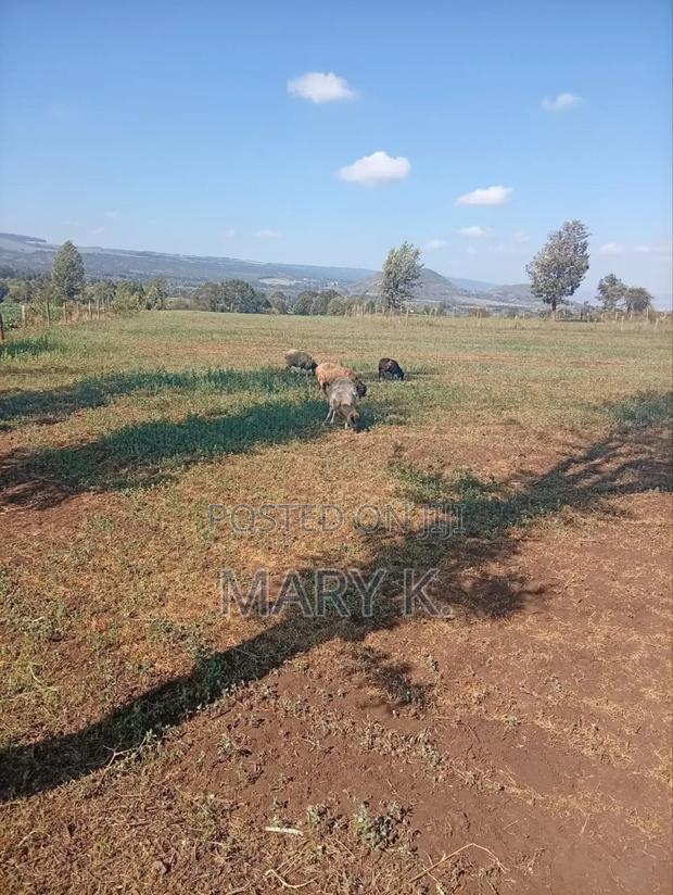 11 Acres Ngobit Town in Laikipia - thumbnail 2