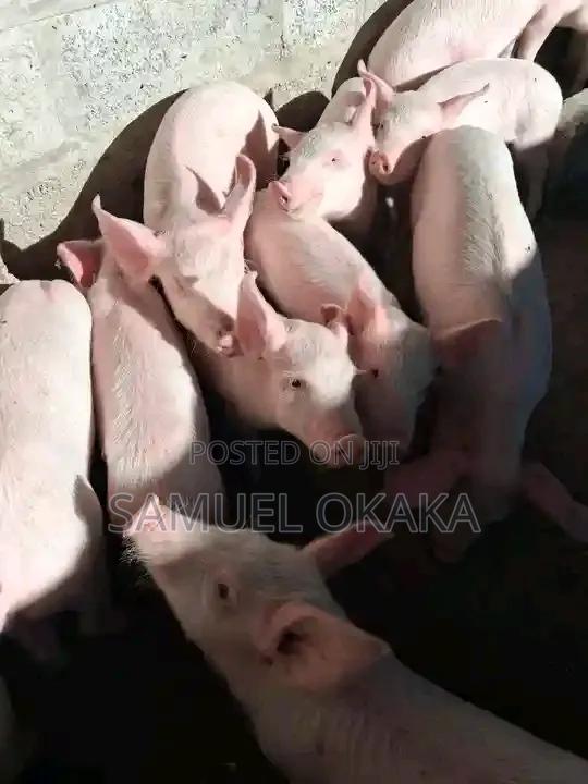 Sell Piglets