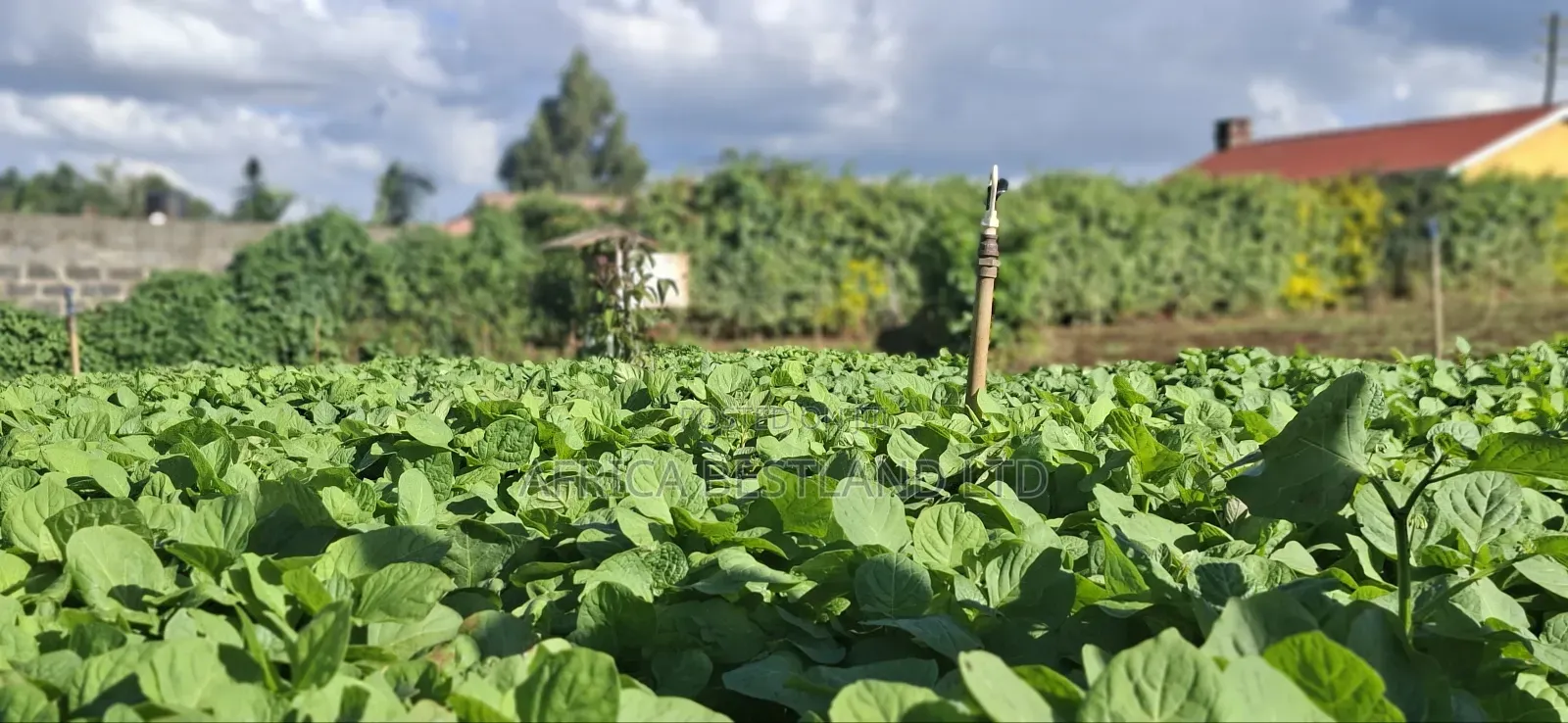 50x100 Available Plot in Kabete Kaiba