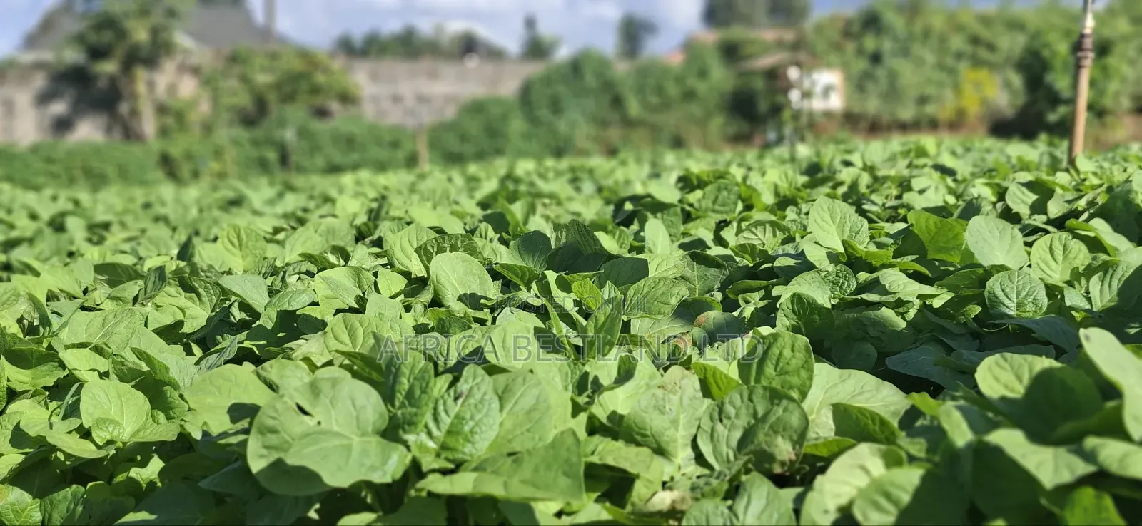 50x100 Available Plot in Kabete Kaiba