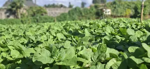 50x100 Available Plot in Kabete Kaiba