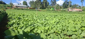 50x100 Available Plot in Kabete Kaiba