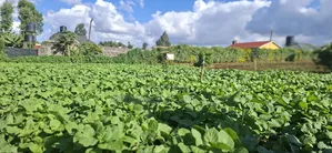 50x100 Available Plot in Kabete Kaiba
