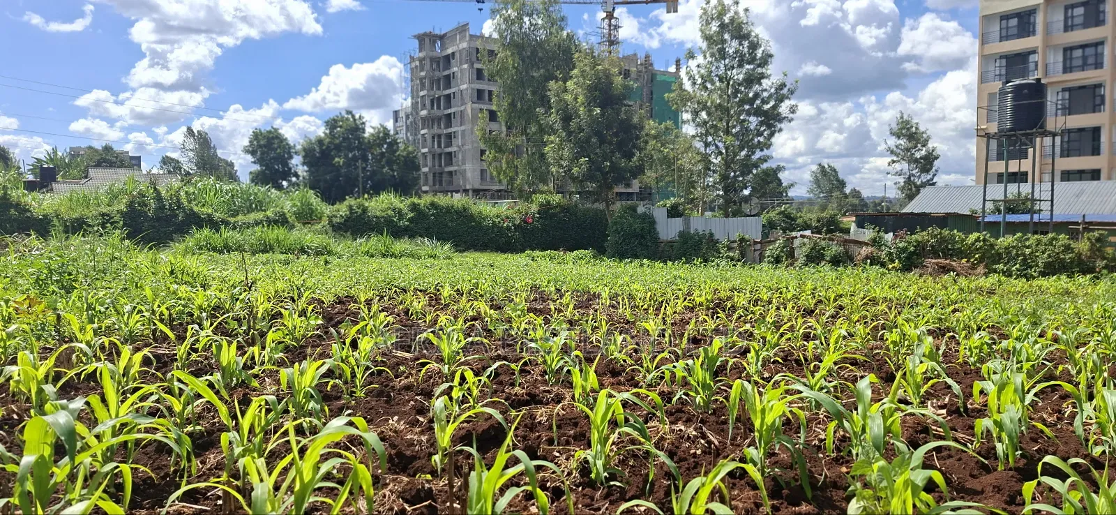 100x100 Commercial Plot for Sale – Kirawa Road, Gathiga