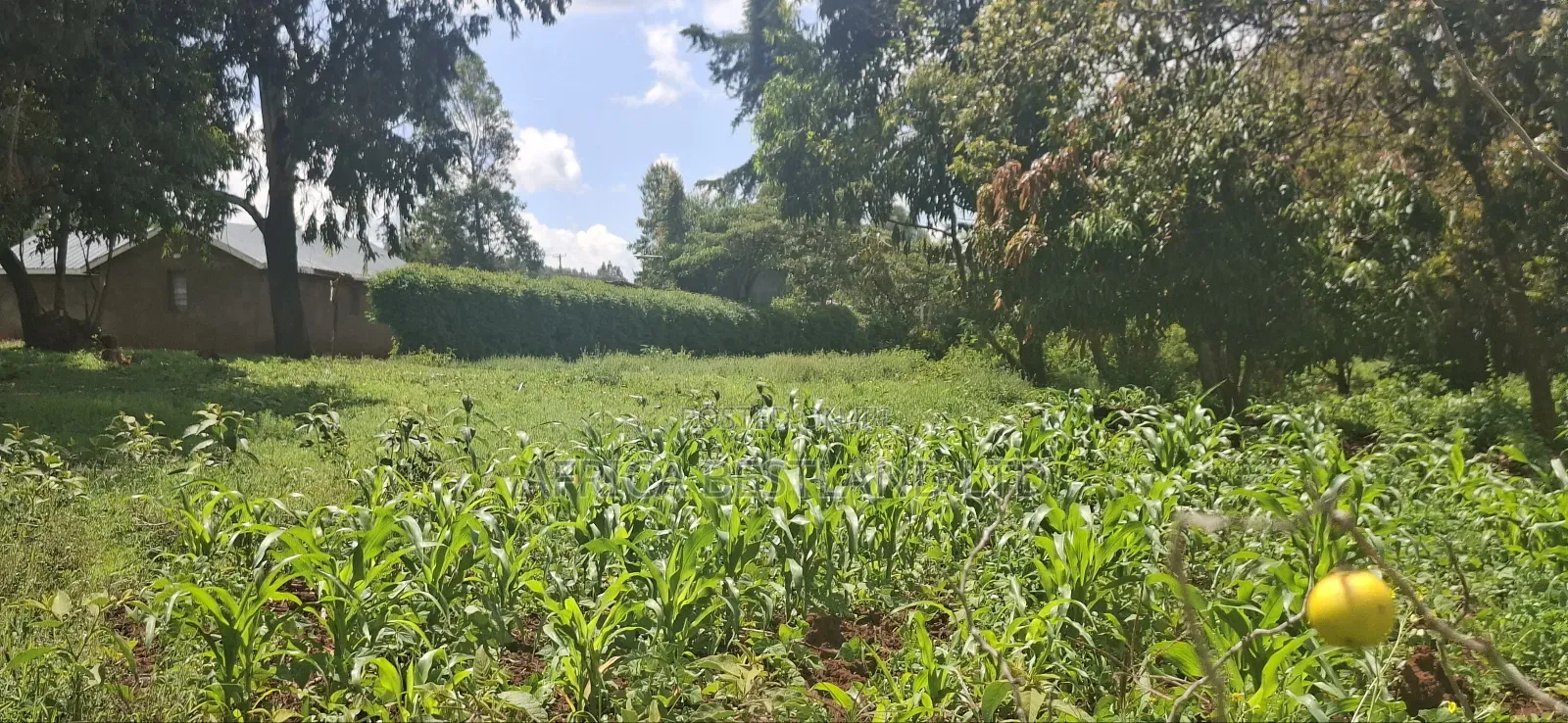 Kikuyu Lusigetti 50x100 Residential Plot