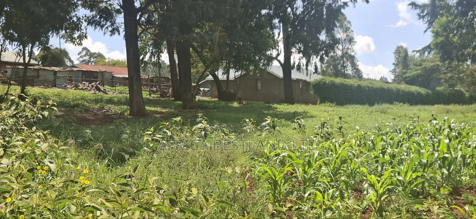 Kikuyu Lusigetti 50x100 Residential Plot
