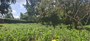 Kikuyu Lusigetti 50x100 Residential Plot