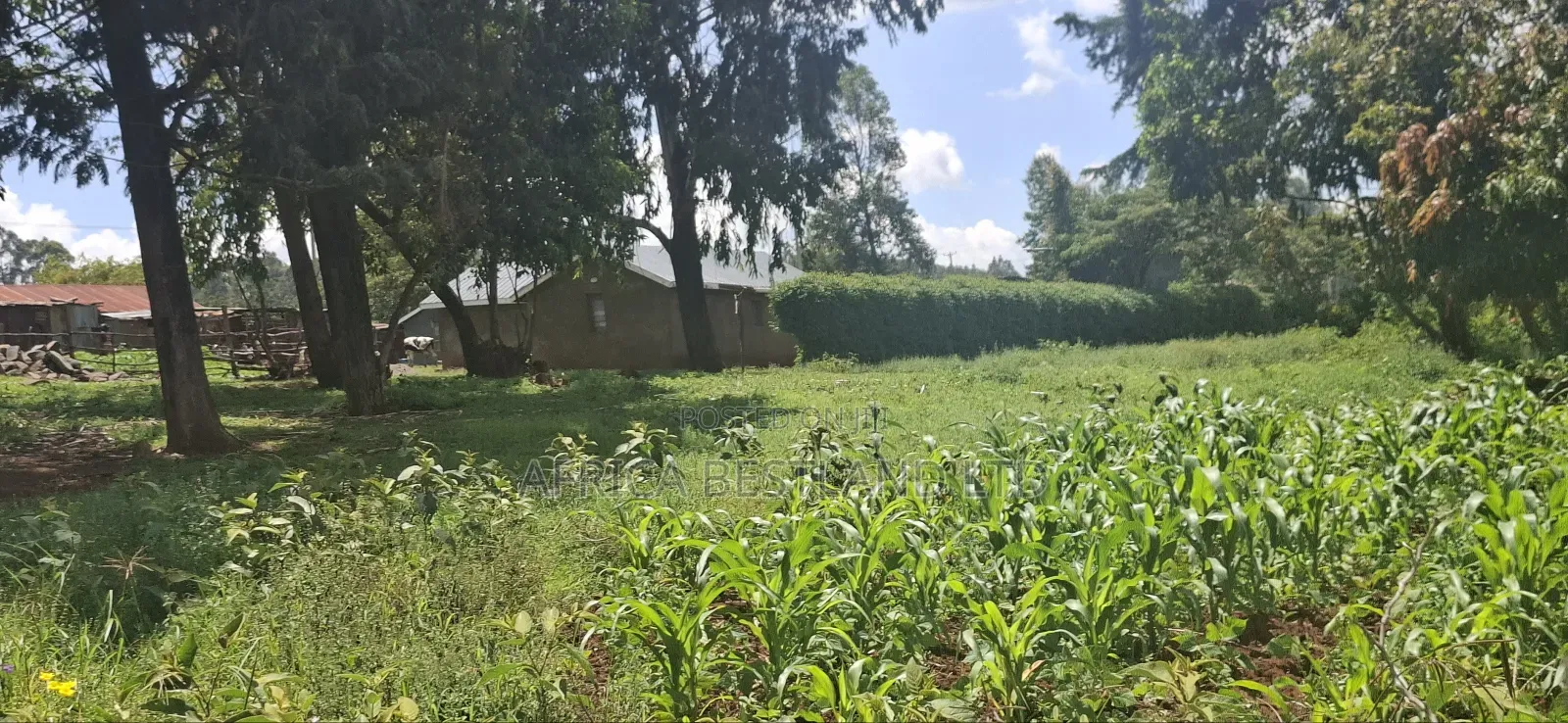 Kikuyu Lusigetti 50x100 Residential Plot