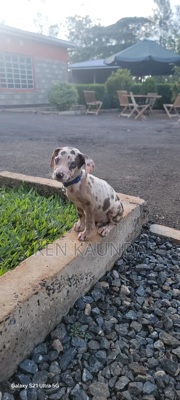 1-3 months Male Purebred Great Dane