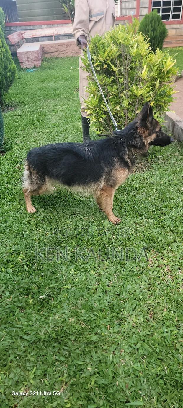 1+ year Female Purebred German Shepherd