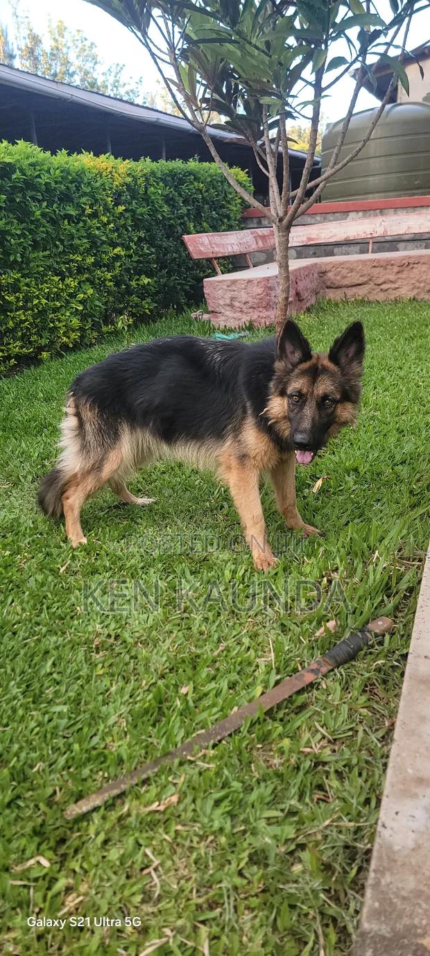 1+ year Female Purebred German Shepherd - thumbnail 2
