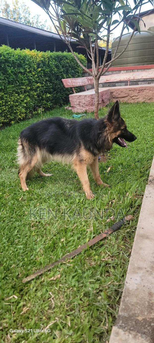 1+ year Female Purebred German Shepherd - thumbnail 4