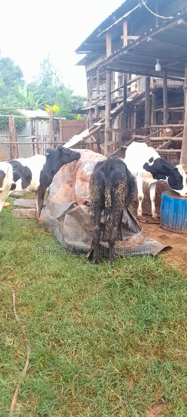 Dairy Cows