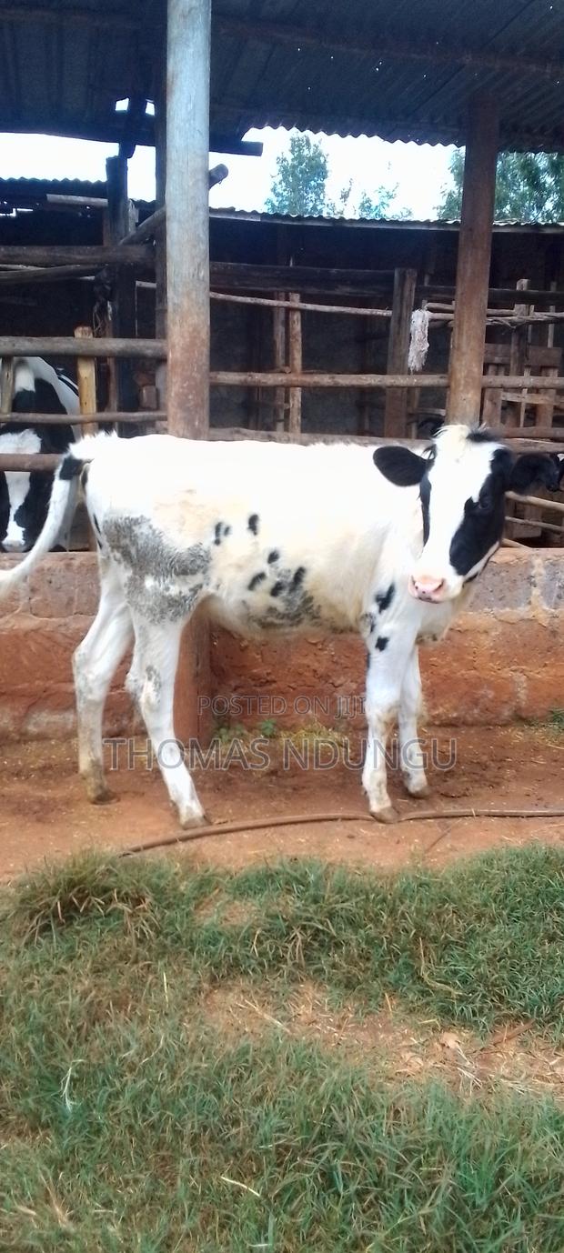 Dairy Cows - thumbnail 2