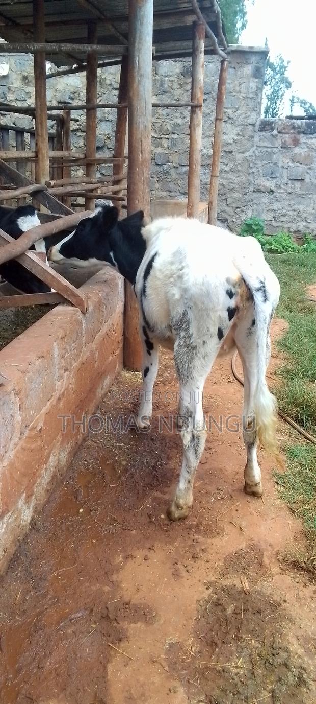 Dairy Cows - thumbnail 4
