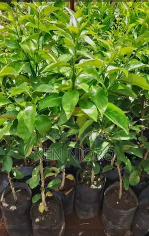 Fruit Seedlings Include Pixie,Hass Avocado,Pomegranate,Guava,Passion E