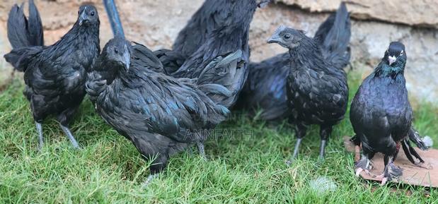 Ayam Cemani