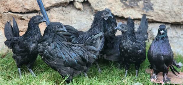Ayam Cemani - thumbnail 2