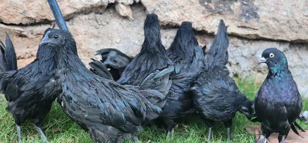 Ayam Cemani - thumbnail 3