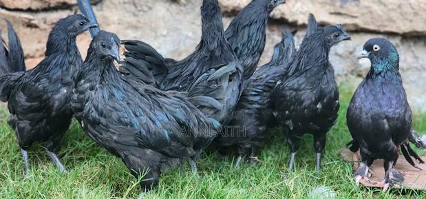 Ayam Cemani - thumbnail 4