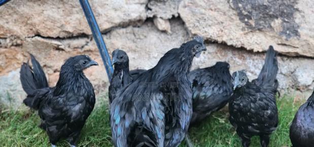 Ayam Cemani - thumbnail 5