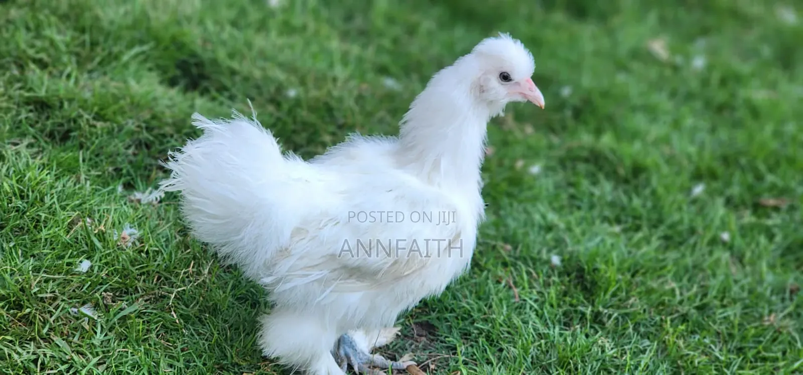Silkies Chicken