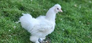 Silkies Chicken