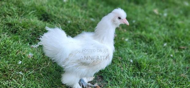 Silkies Chicken