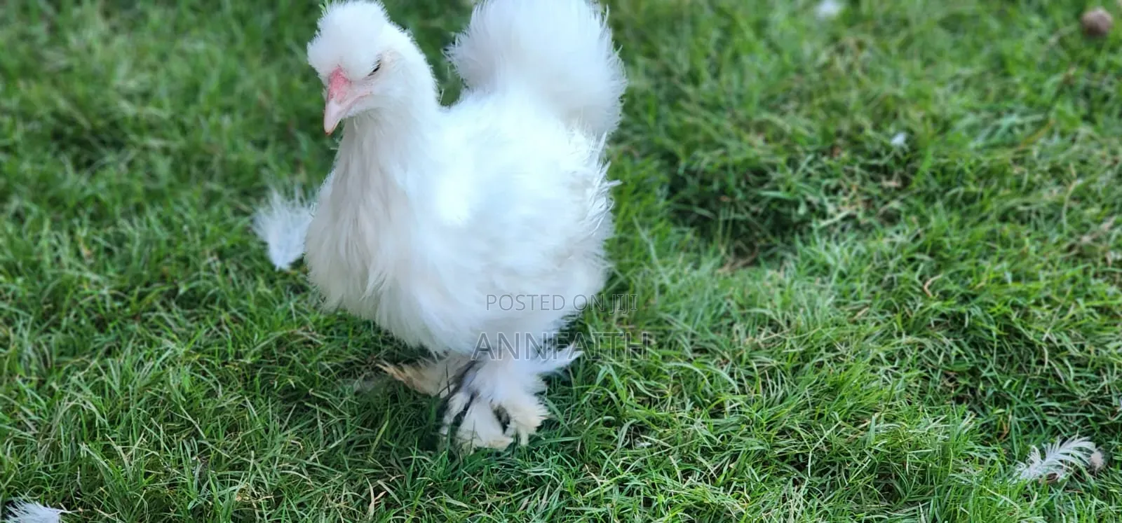 Silkies Chicken