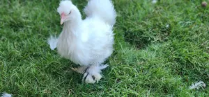 Silkies Chicken