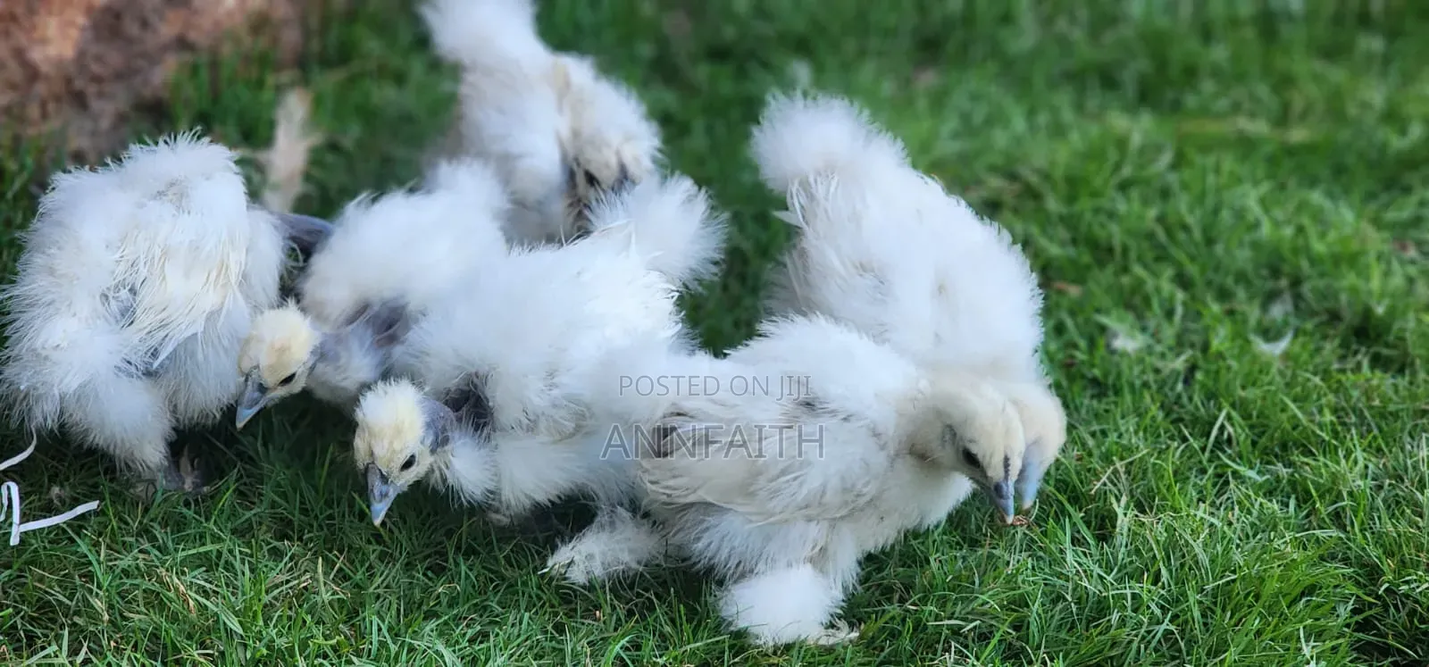 Silkies Chicken