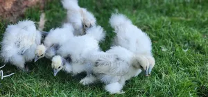 Silkies Chicken
