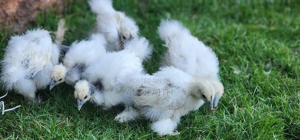Silkies Chicken - thumbnail 3