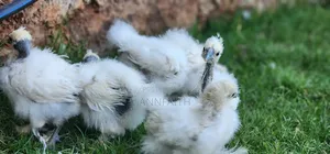 Silkies Chicken