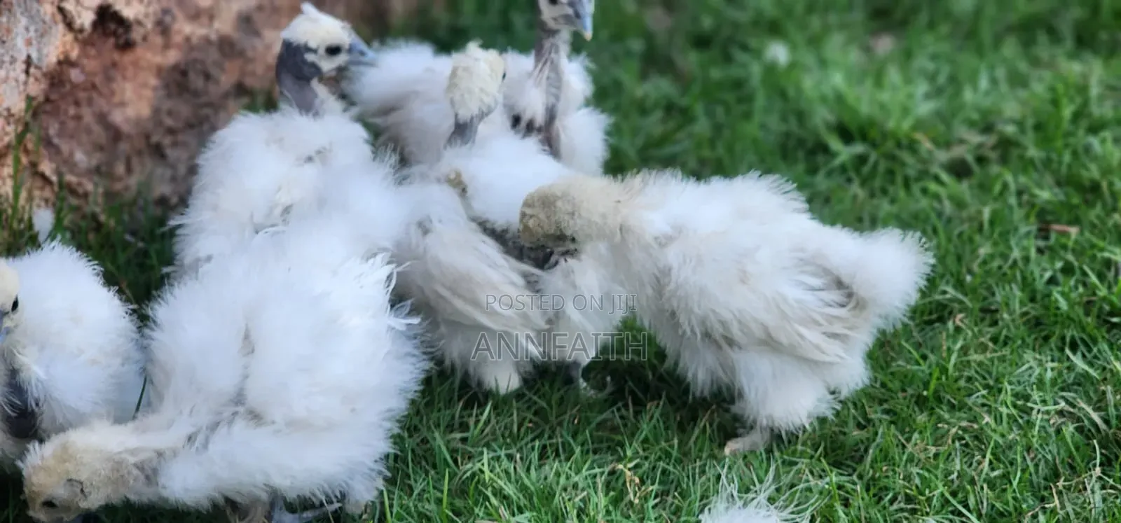 Silkies Chicken