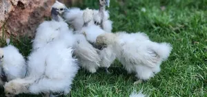 Silkies Chicken