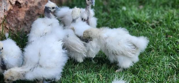 Silkies Chicken - thumbnail 5