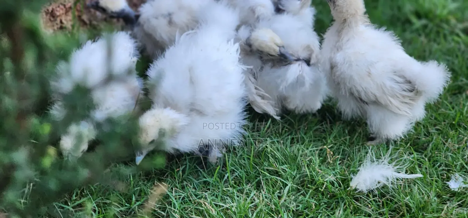Silkies Chicken
