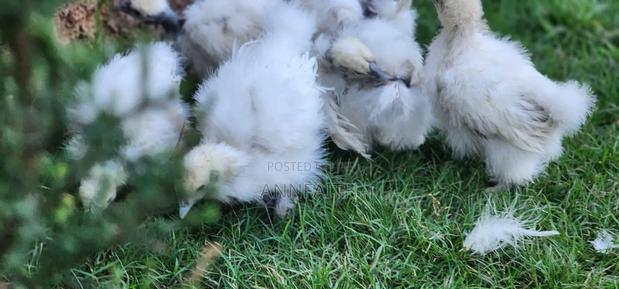 Silkies Chicken - thumbnail 6